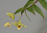 Dendrobium catenatum