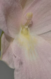 Miltoniopsis bismarckii. Close-up.