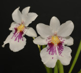 Miltoniopsis phalaenopsis.