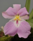 Miltoniopsis vexillaria.