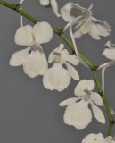 Aerangis citrata.