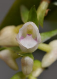 Appendicula cornuta. Close-up.