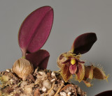 Bulbophyllum dayanum