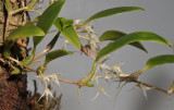Bulbophyllum kaniense