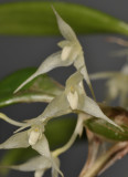 Bulbophyllum kaniense. Close-up.
