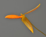 Bulbophyllum pyroglossum. Close-up.
