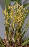 Coelogyne asperata