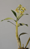 Dendrobium hodgkinsonii