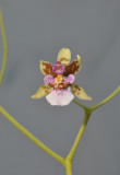 Oncidium riopalenqueanum.