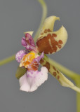 Oncidium riopalenqueanum. Close-up side.