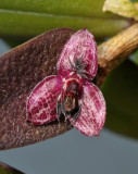 Bulbophyllum tindemansianum. Closer.
