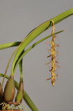 Bulbophyllum illecebrum