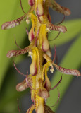 Bulbophyllum illecebrum. Close-up.