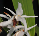 Coelogyne barbata. Close-up.