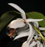 Coelogyne barbata. Close-up side.