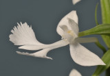 Habenaria dentata. Closer.