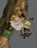 Agrostophyllum spicatum. Close-up.