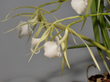 Brassavola nodosa. Close-up side.