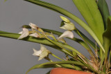 Bulbophyllum aemulum. Cleistogamous form.