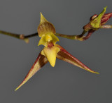 Bulbophyllum allotrion. Close-up.