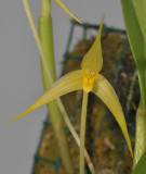 Bulbophyllum leptobulbon. Closer.