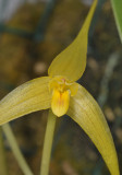 Bulbophyllum leptobulbon. Close-up.