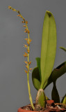 Bulbophyllum rufinum.