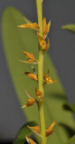 Bulbophyllum rufinum. Closer.