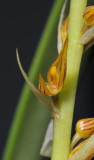 Bulbophyllum rufinum. Close-up.