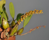 Bulbophyllum rufinum. (B. macrocoleum).