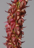 Bulbophyllum triste.Close-up.