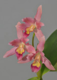 Guarianthe x guatemalensis.