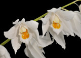 Coelogyne mooreana. Closer.
