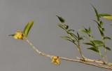 Dendrobium cymbulipes.