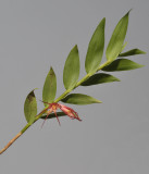 Dendrobium sp. sect. Gastridium.