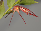 Dendrobium sp. sect. Gastridium. Closer.