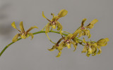 Dendrobium sylvanum.