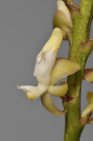 Micropera sp. Close-up.