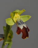 Ophrys fusca subsp. fusca. (O. leucadica). Close-up.