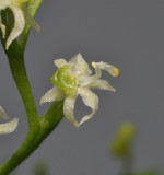 Phymatidium sp. Close-up.