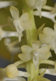 Robiquetia transversisaccata. Close-up.