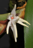 Bulbophyllum ankylorhinon. Close-up.