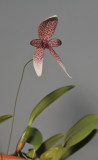 Bulbophyllum elasoglossum.
