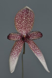 Bulbophyllum elasoglossum. Close-up.