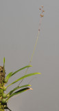 Bulbophyllum subpatulum.