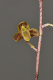 Bulbophyllum subpatulum. Close-up.