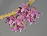 Dendrobium goldschmidtianum. Closer.