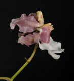 Oncidium dichromaticum. Pink form. Close-up side.