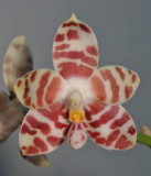 Phalaenopsis amboinensis. Close-up.
