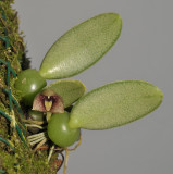 Trias sp.